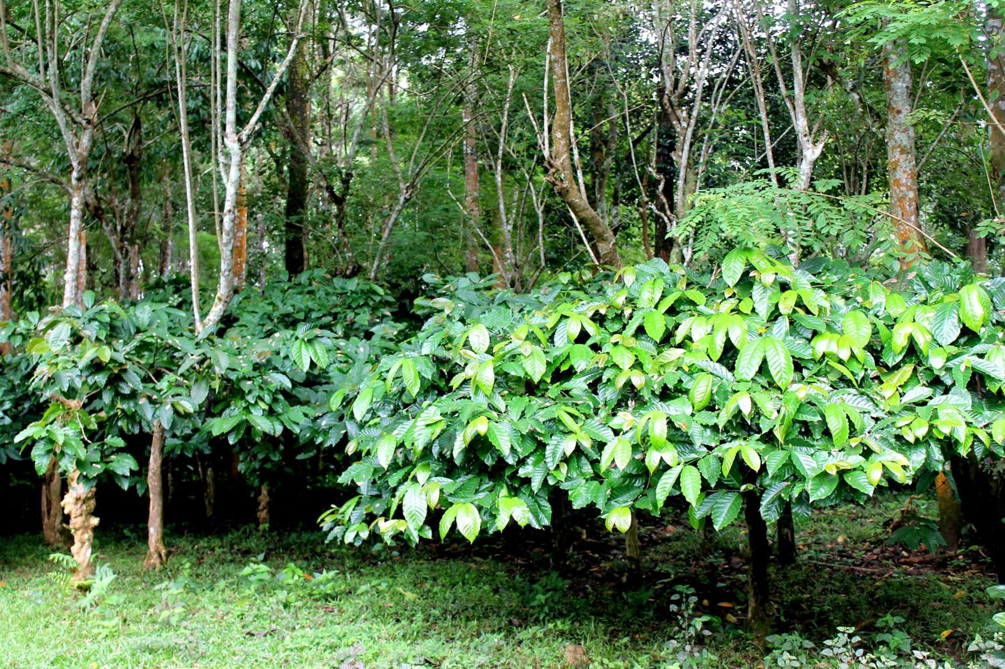 Woodside Homestay Wayanad Batheri Esterno foto