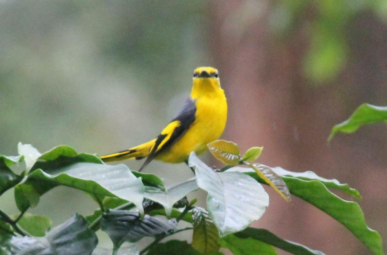Woodside Homestay Wayanad Batheri Esterno foto
