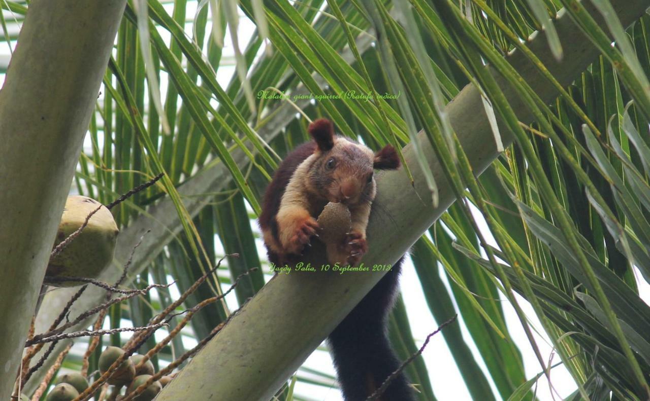 Woodside Homestay Wayanad Batheri Esterno foto