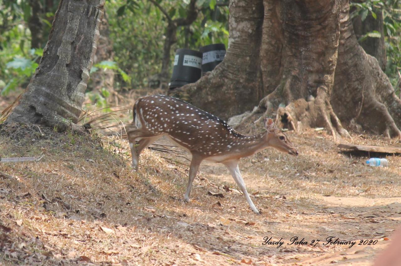 Woodside Homestay Wayanad Batheri Esterno foto