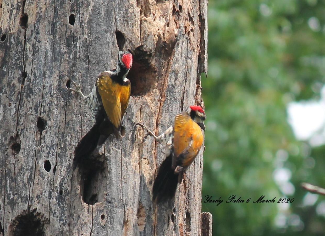 Woodside Homestay Wayanad Batheri Esterno foto