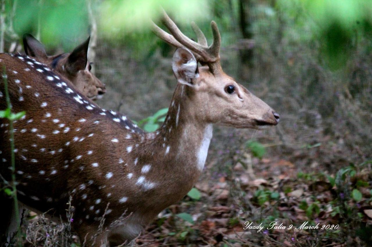 Woodside Homestay Wayanad Batheri Esterno foto