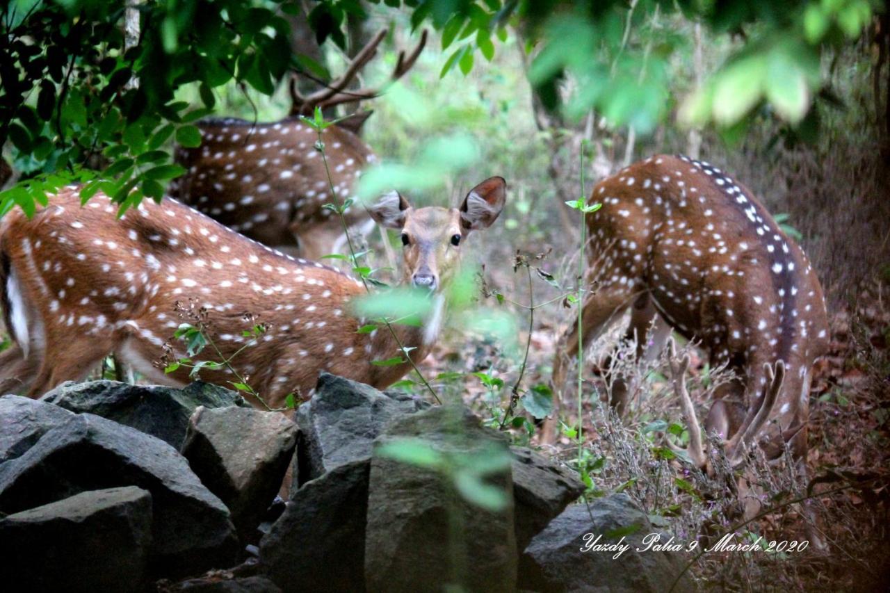 Woodside Homestay Wayanad Batheri Esterno foto